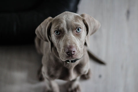 happy-healthy-dog-with-shiny-coat