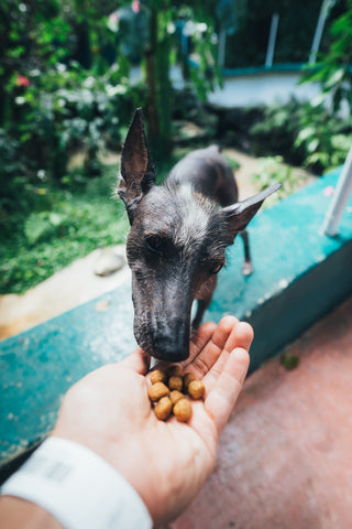 premium dog food is a better choice hand feeding a dog