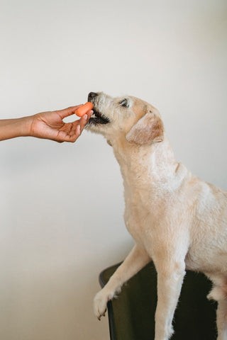 good eating habits for puppies and dogs