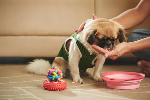 how often should you feed your puppy eating from owner