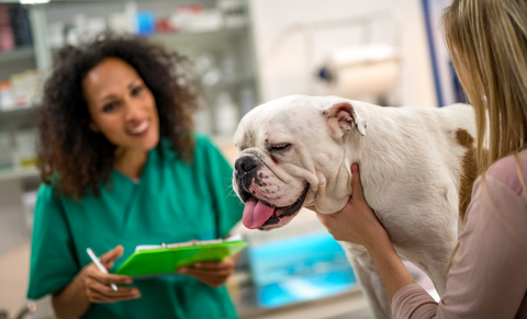 A vet being held by their owner with a vet taking notes in the background