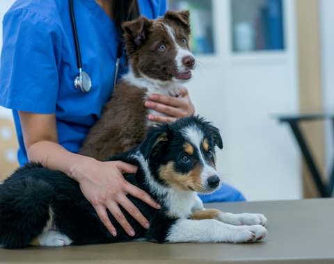 A vet with two Australian Shepherd puppies