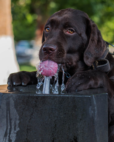Keep your dog hydrated chocolate lab drinking water