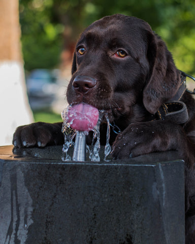 how much wet food should i feed my dog