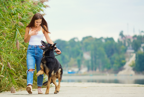 A dog being trained to prevent reactivity