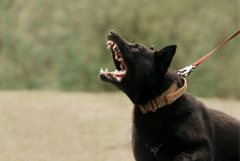 A reactive dog