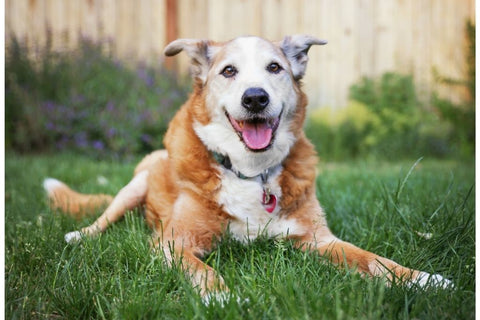 Happy senior dog lying in the grass