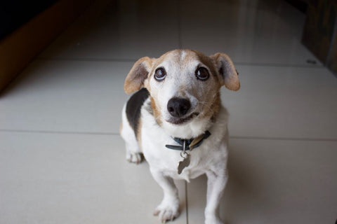 Senior beagle looking up at owner, waiting to be feed