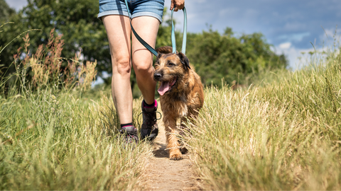 A dog and its owner enjoying a walk in a natural environment