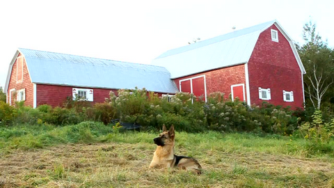 A German Shepherd on a sustainable farm