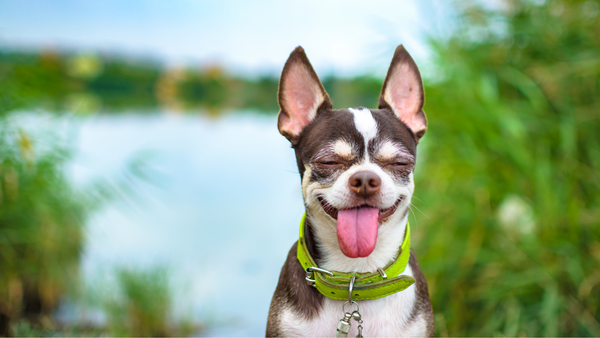 A Chihuahua smiling in nature