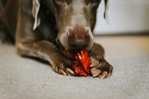 dog nail trimming