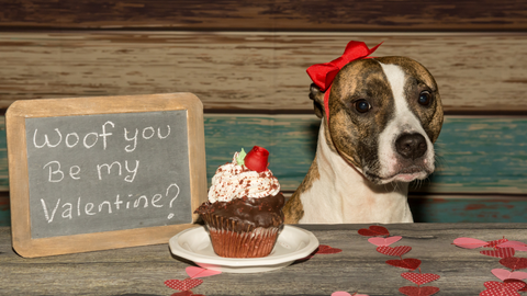 A dog with a red headband and Valetine's Day cupcake