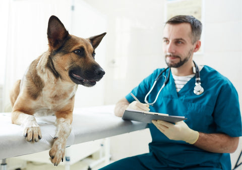 Vet with a clipboard writing down a recommended diet with a German Shepherd on the exam table