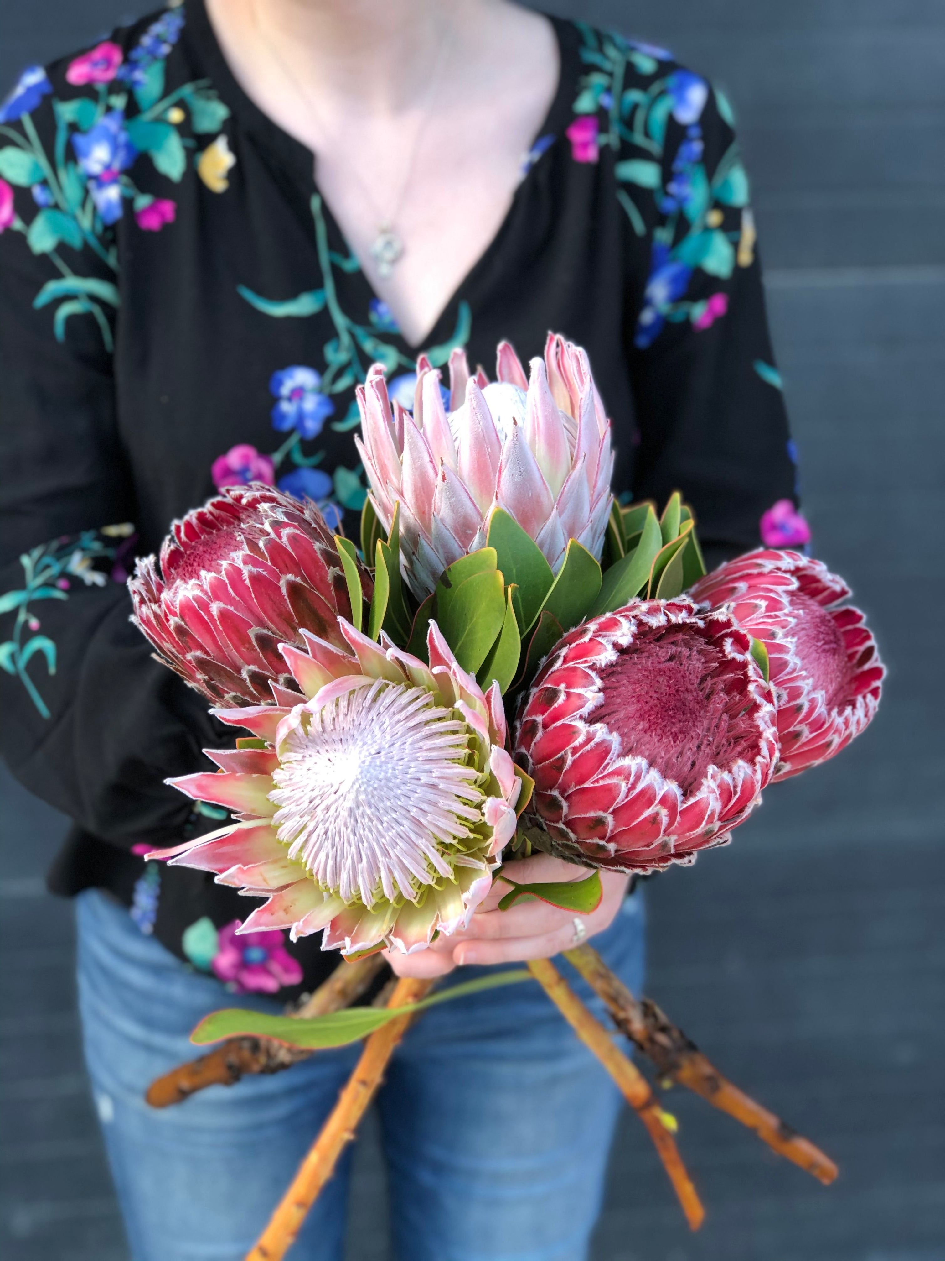 Queen Protea | Flower Spotlight– STACY K FLORAL