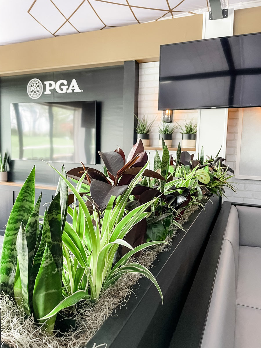 Plant garden of spider plants, snake plants, rubber plants, and calathea, decorated with Spanish moss. The PGA logo is displayed above a tv in the background.