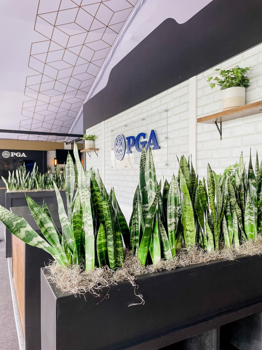 Alternate shot of the PGA entrance. Long planters full of snake plants and Spanish moss flank the front desk. Additional plants sit on shelves next to the logo.