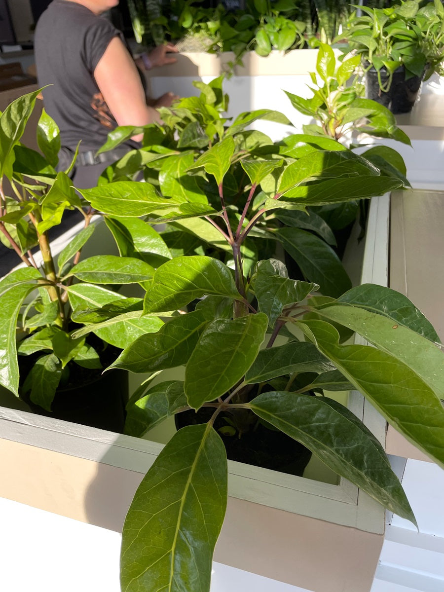 Close shot of plants in a reception area. Strong sunlight hits the leaves, causing them to glisten brightly.