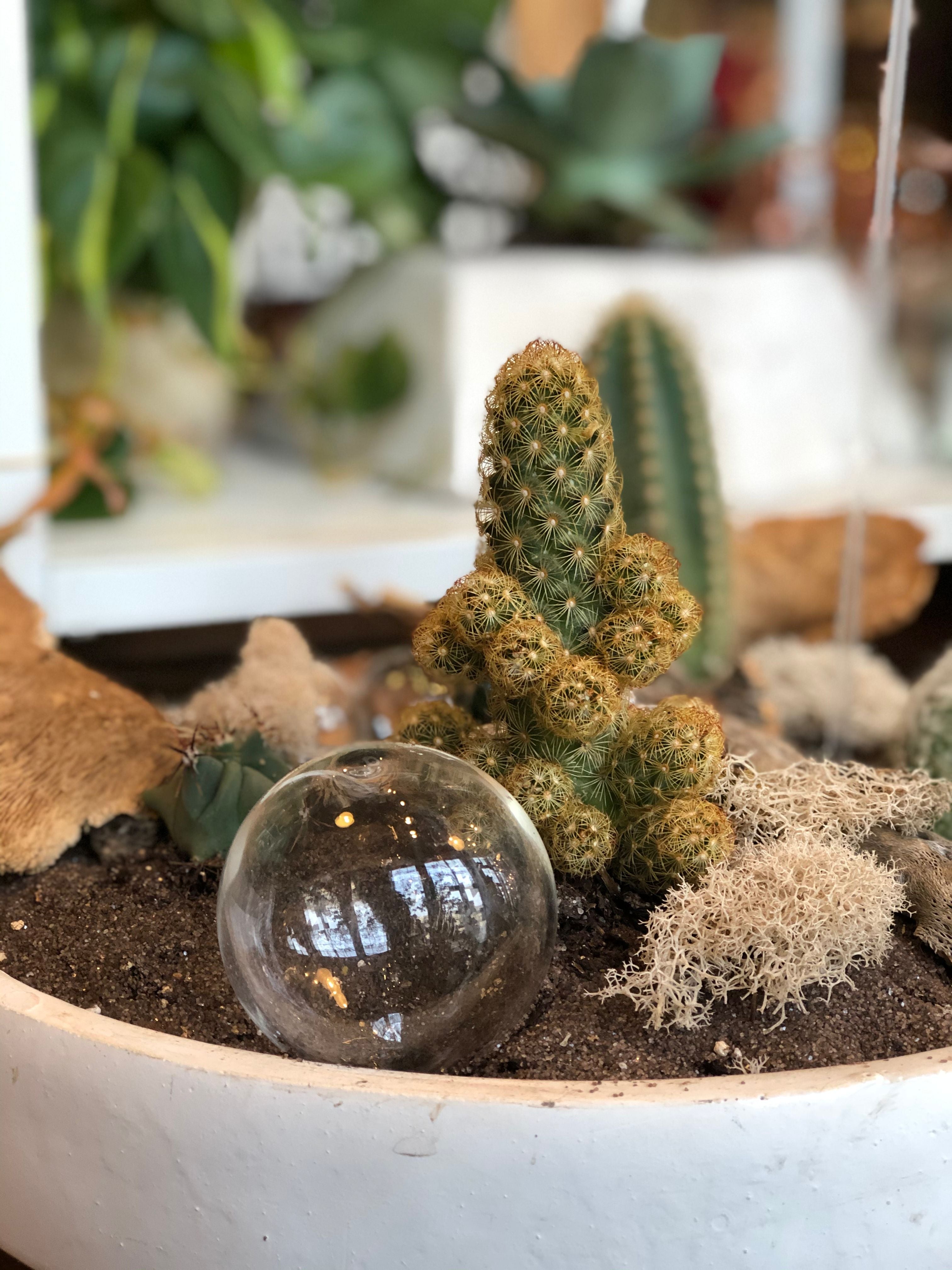 Cactus garden 