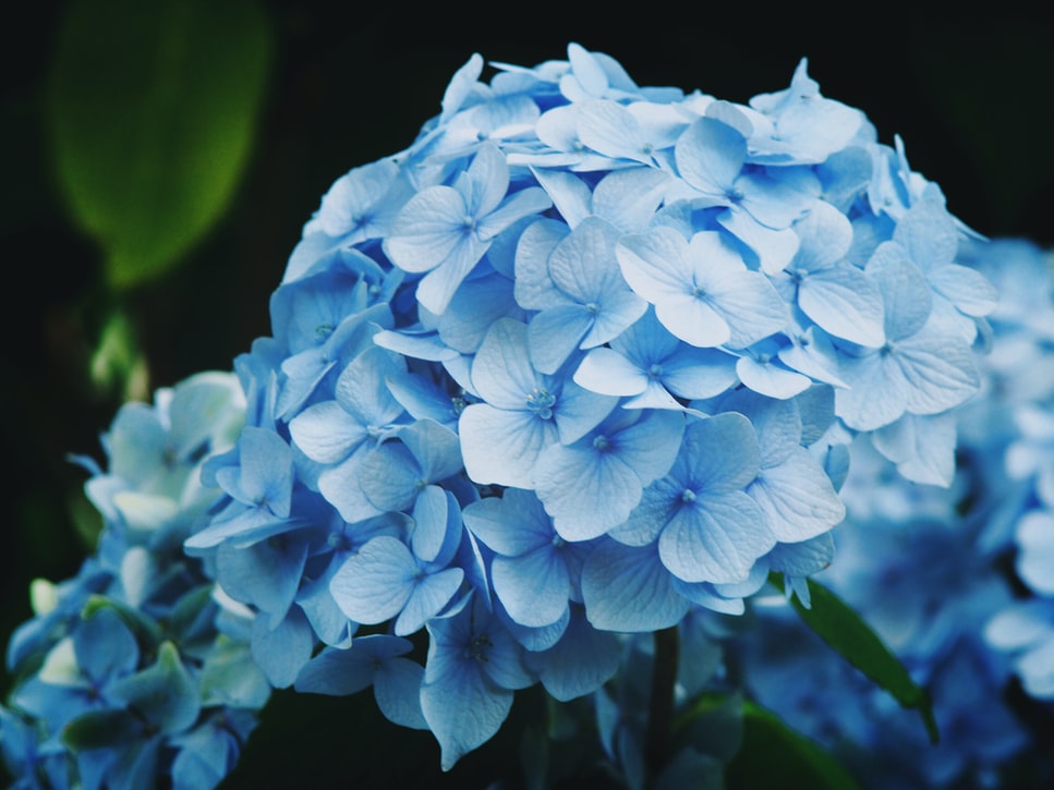 blue flower hydrangea