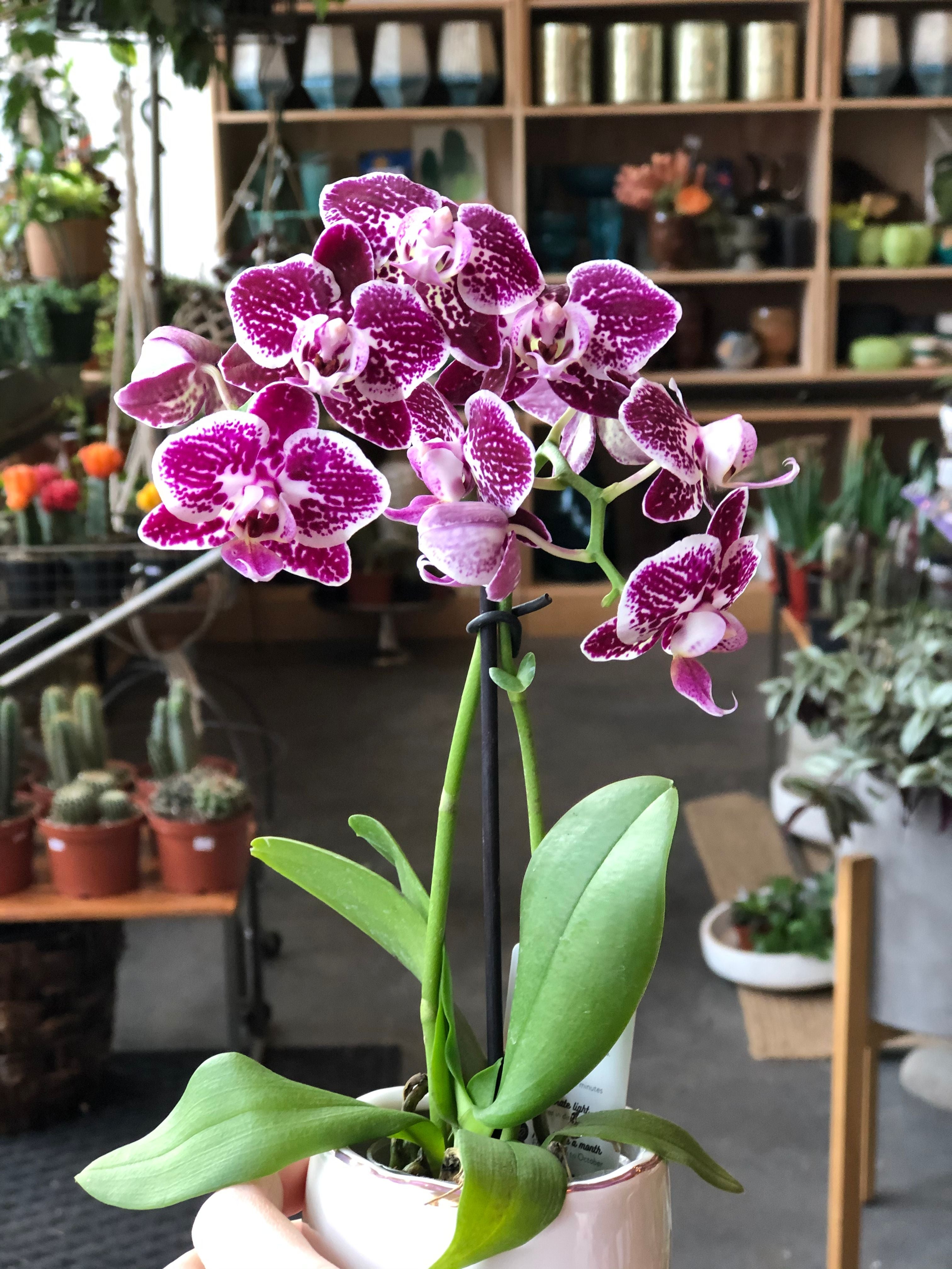 Purple orchid in pot 