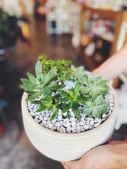 potted succulent garden houseplant 