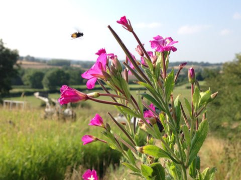 Wildflowers make perfect for pollinators bee friendly environments at Spratton Organic Farm, Northamptonshire, UK