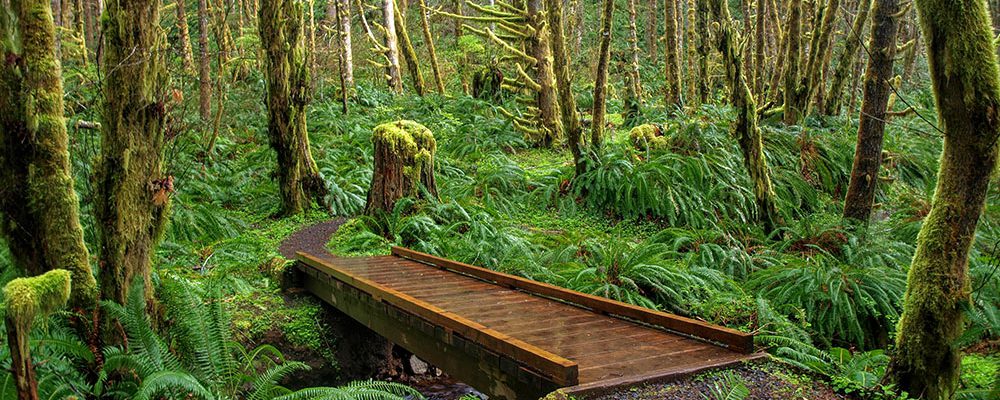 Wilson River Trail Tillamook State Forest Oregon