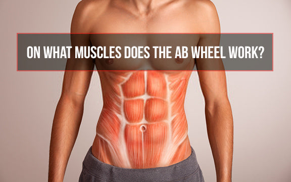 ab roller muscles worked, what muscles does the ab wheel work