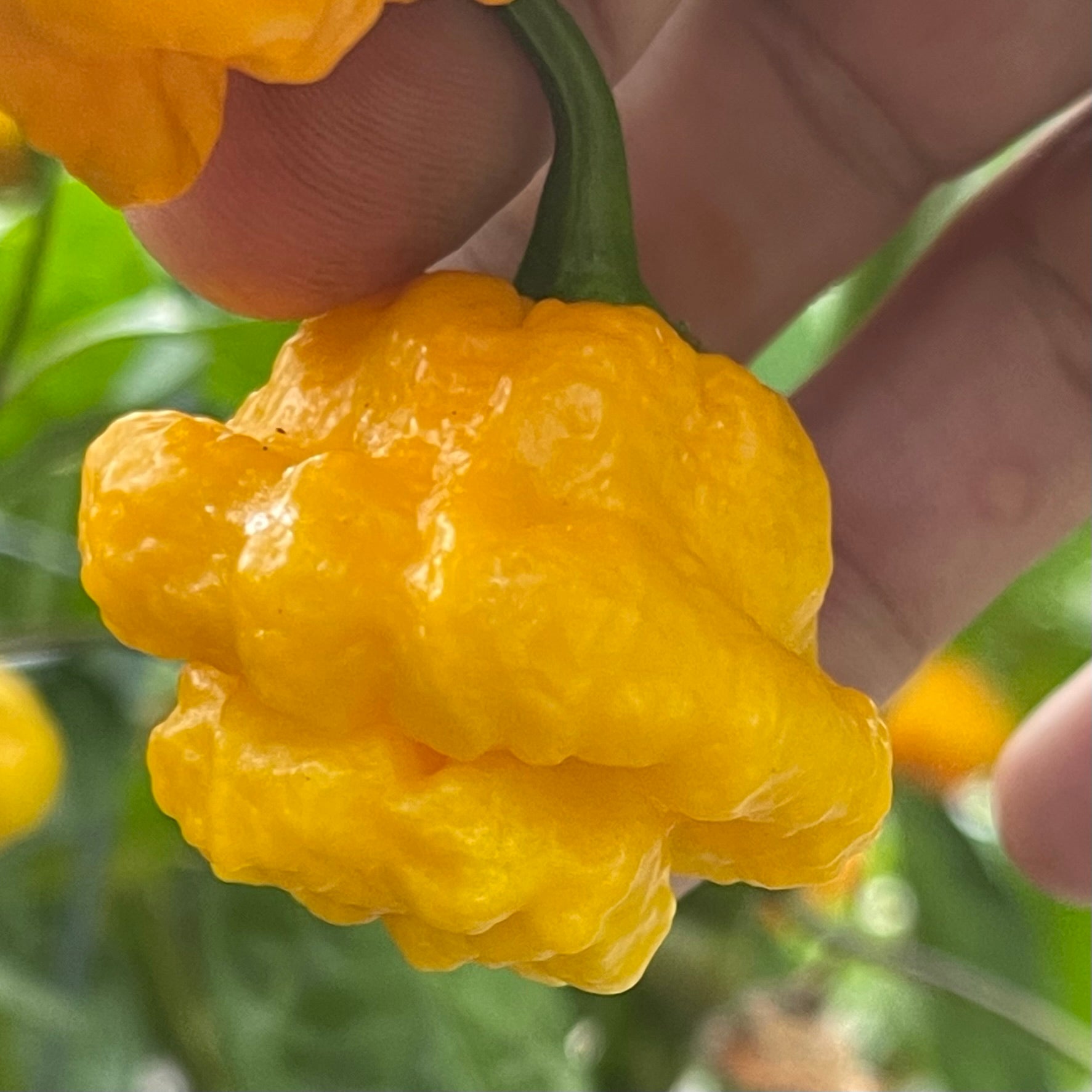 Scotch Bonnet Freeport Orange Pepper Seeds - 86peppers