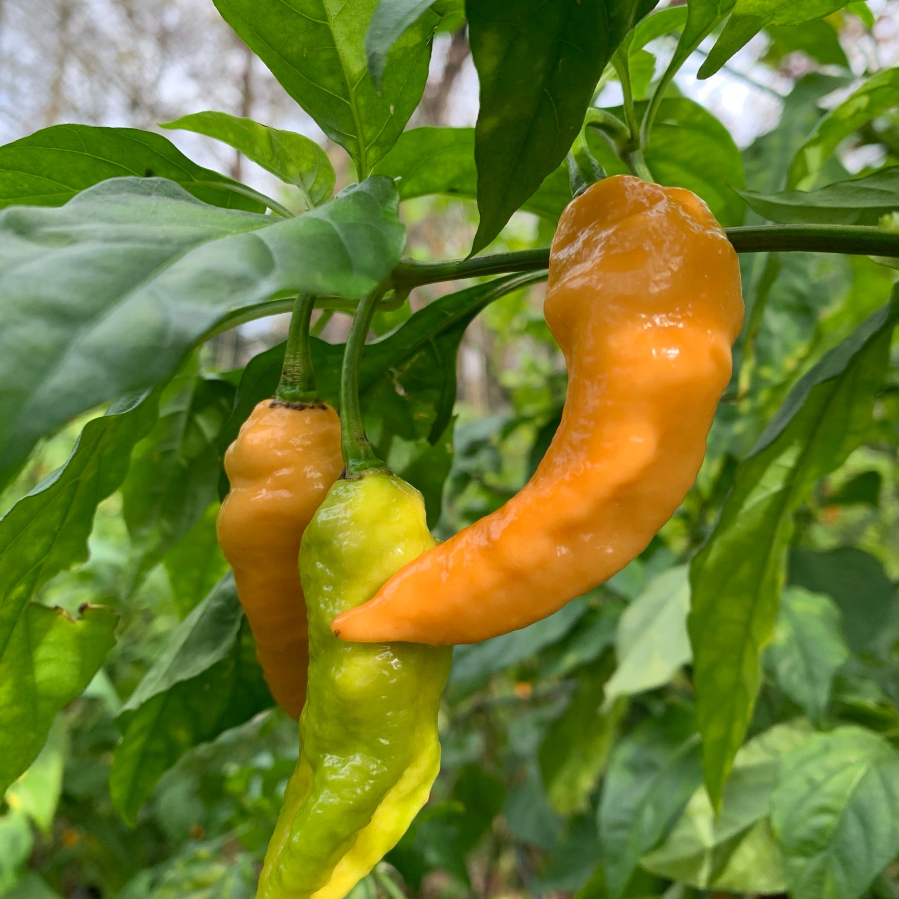 Super Bhut Jolokia JW - Seeds - Bohica Pepper Hut