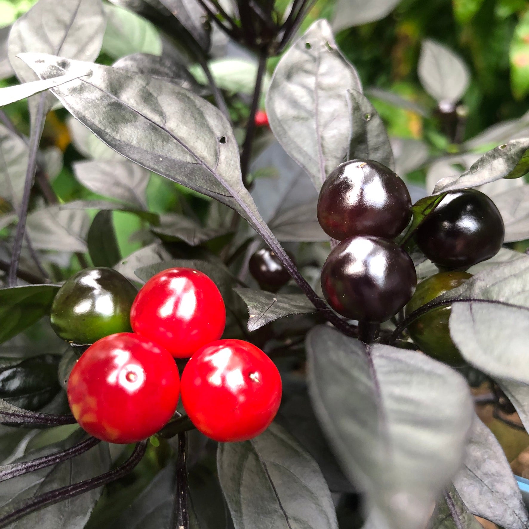 Black Pearl Seeds Bohica Pepper Hut 6432