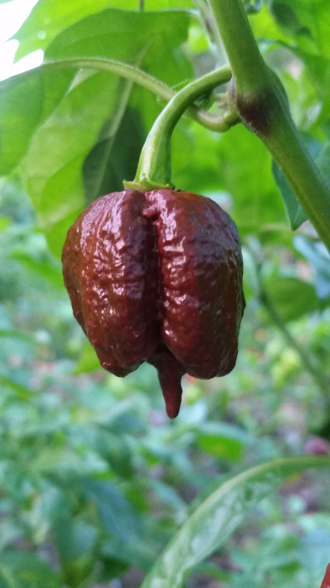 chocolate reaper pepper scoville