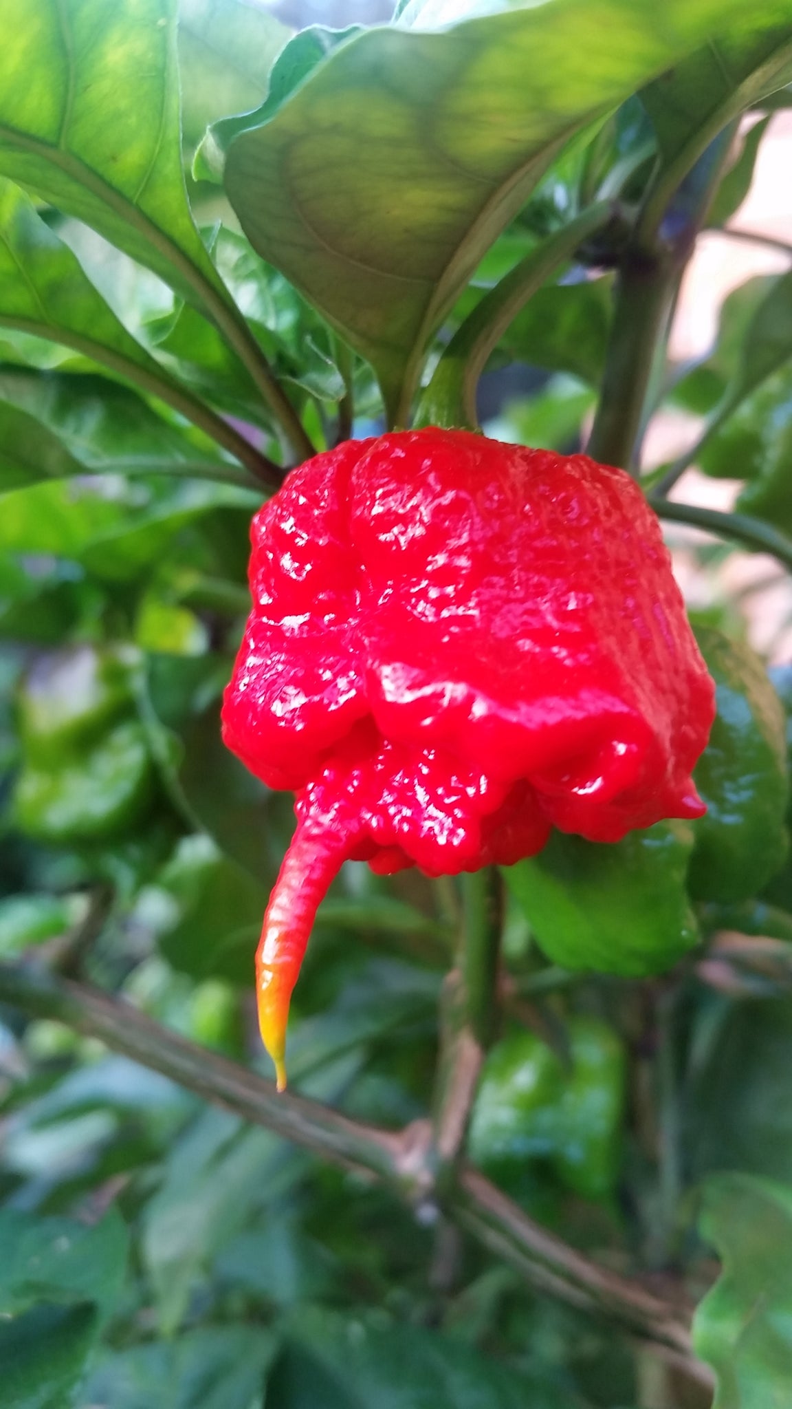 carolina reaper pepper seeds for sale