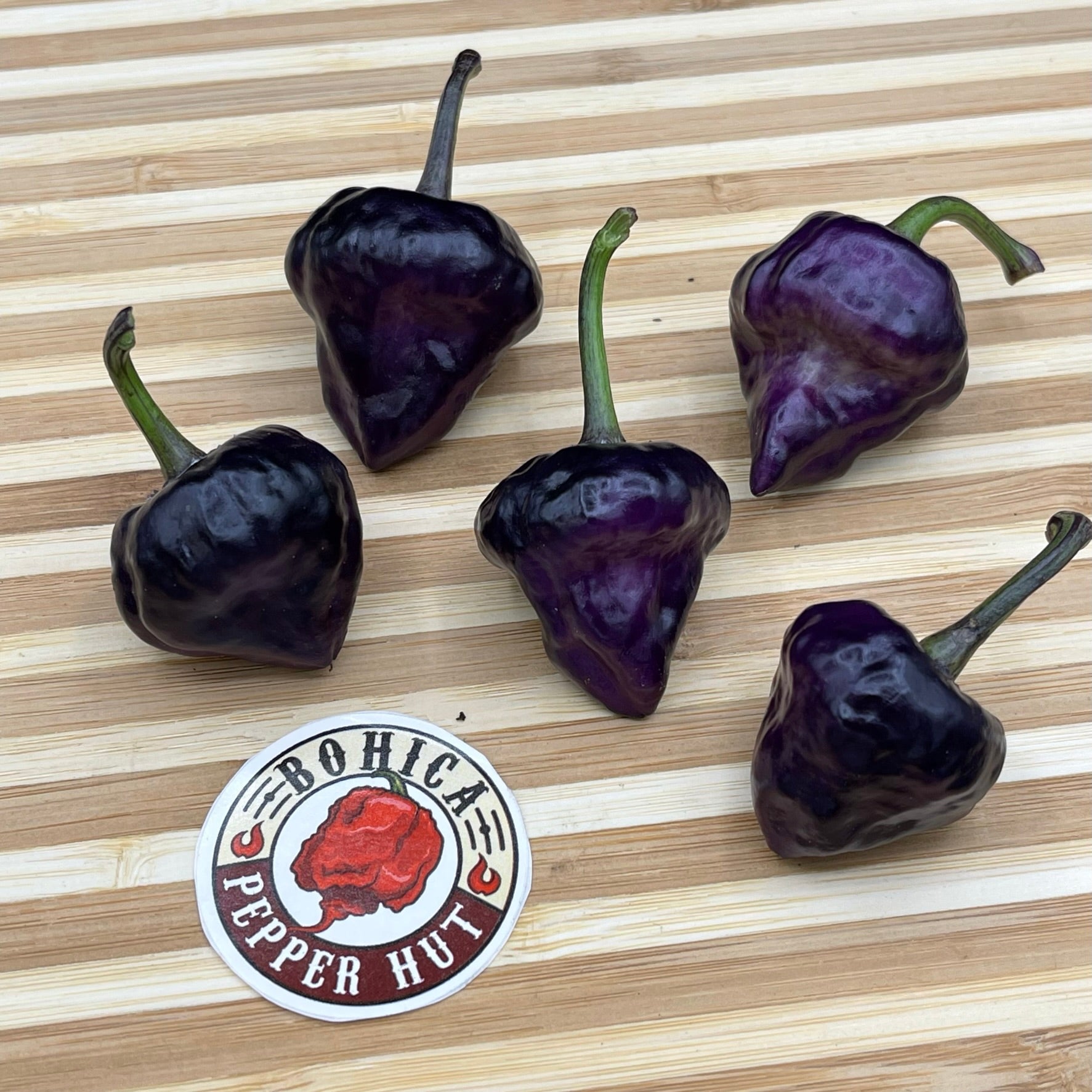 Purple ufo pepper plant