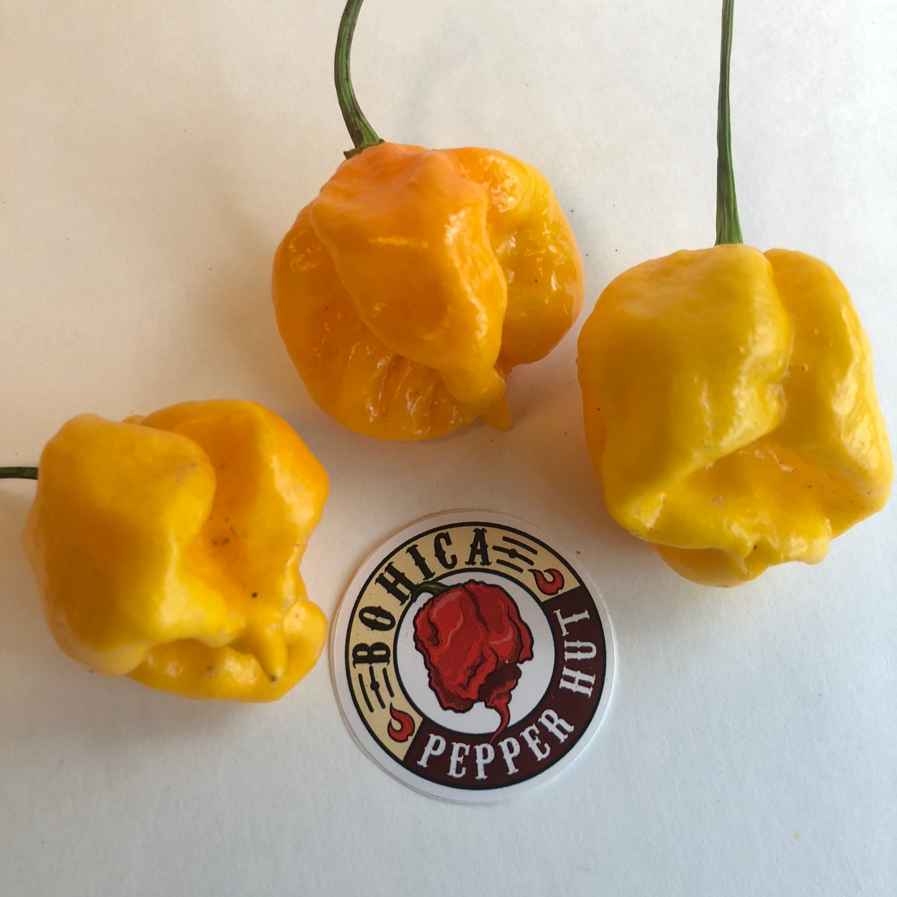 Fresh Super Hot Peppers - Mixed Yellow Box: All Yellow Colored Peppers