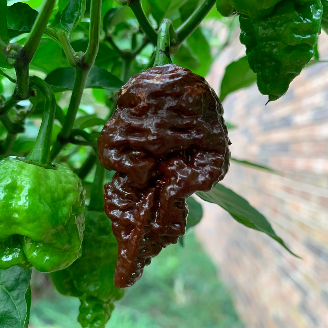 carolina reaper pepper seeds for sale