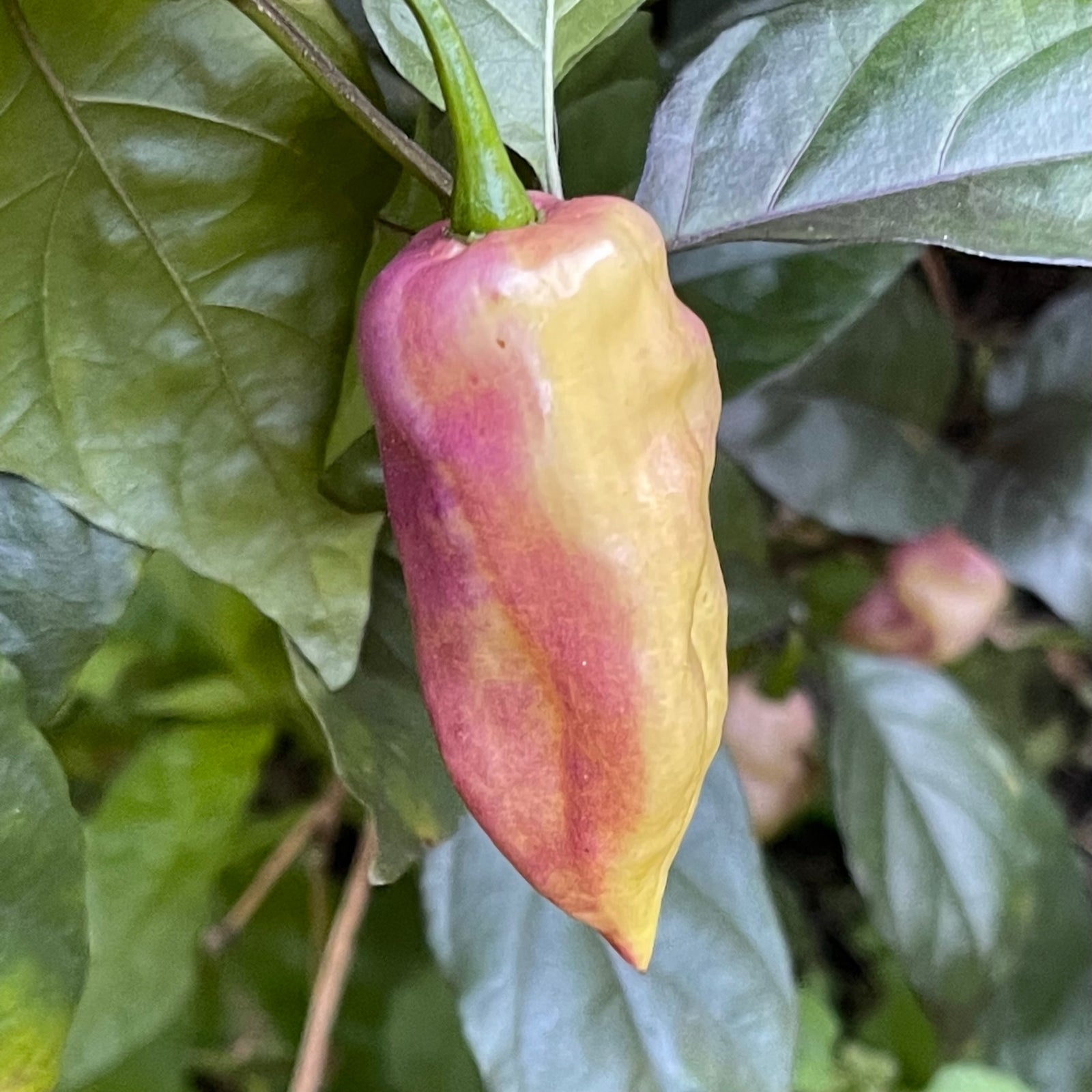 Purple UFO HOT Chili Pepper Seeds Organic Unique Creek Homestead