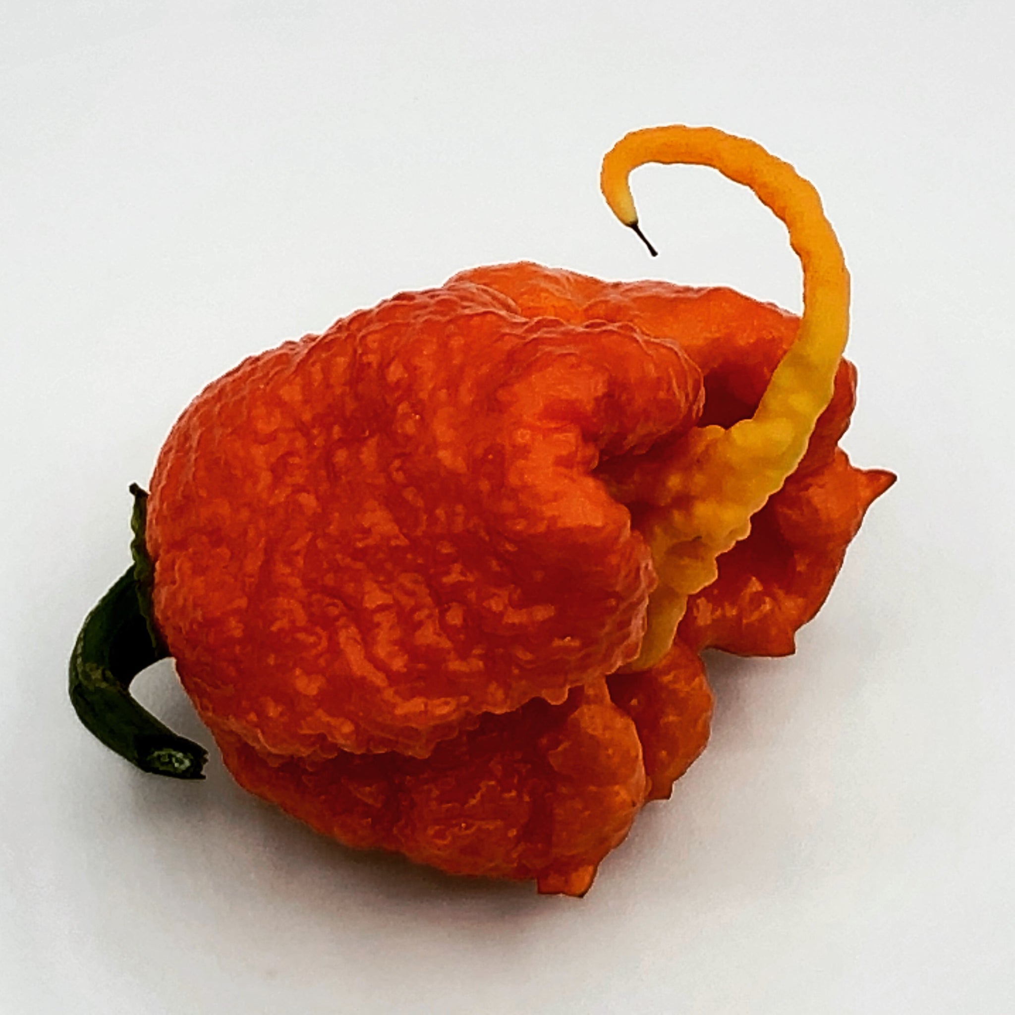 carolina reaper pepper seeds for sale