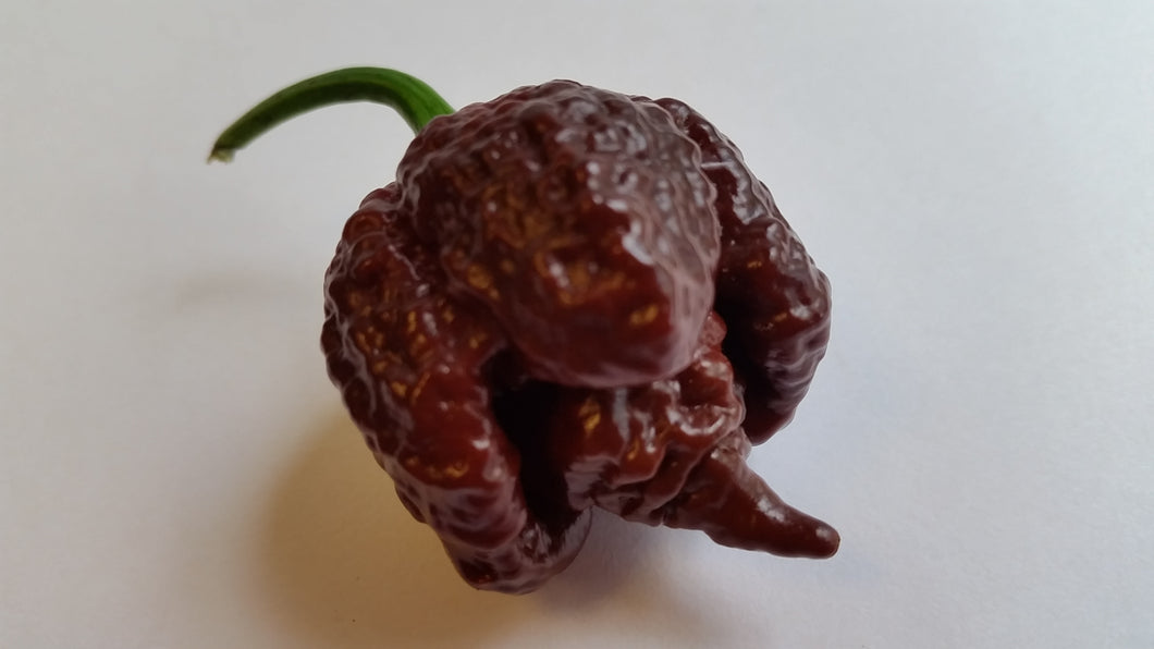 chocolate reaper pepper