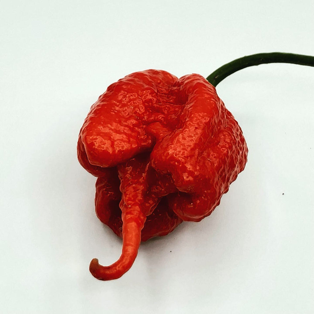 carolina ghost reaper pepper