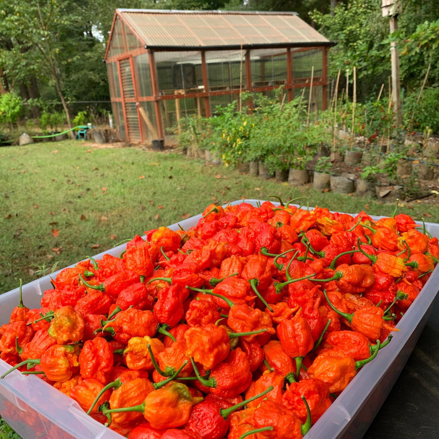 carolina reaper pepper for sale