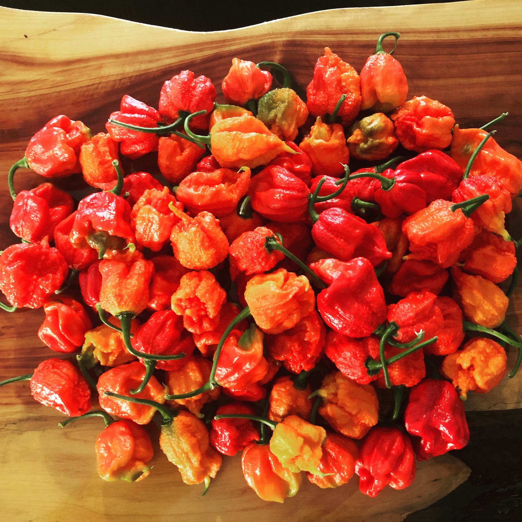 60 Carolina Reaper Chilli Pepper Seeds (Red, Yellow, Chocolate, Caramel,  Peach, Mustard) - Assopepper