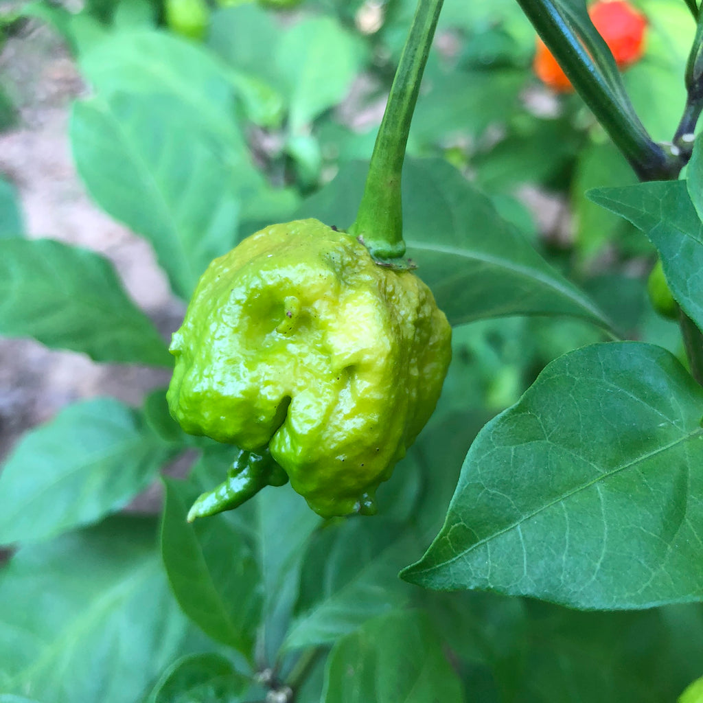 where to get carolina reaper pepper