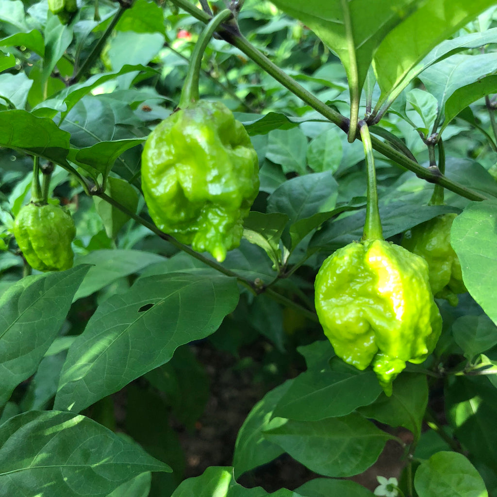 fresh carolina reaper pepper scoville rating