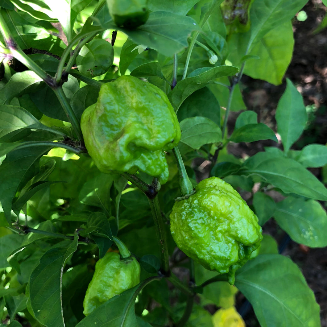 green carolina reaper pepper scoville unit