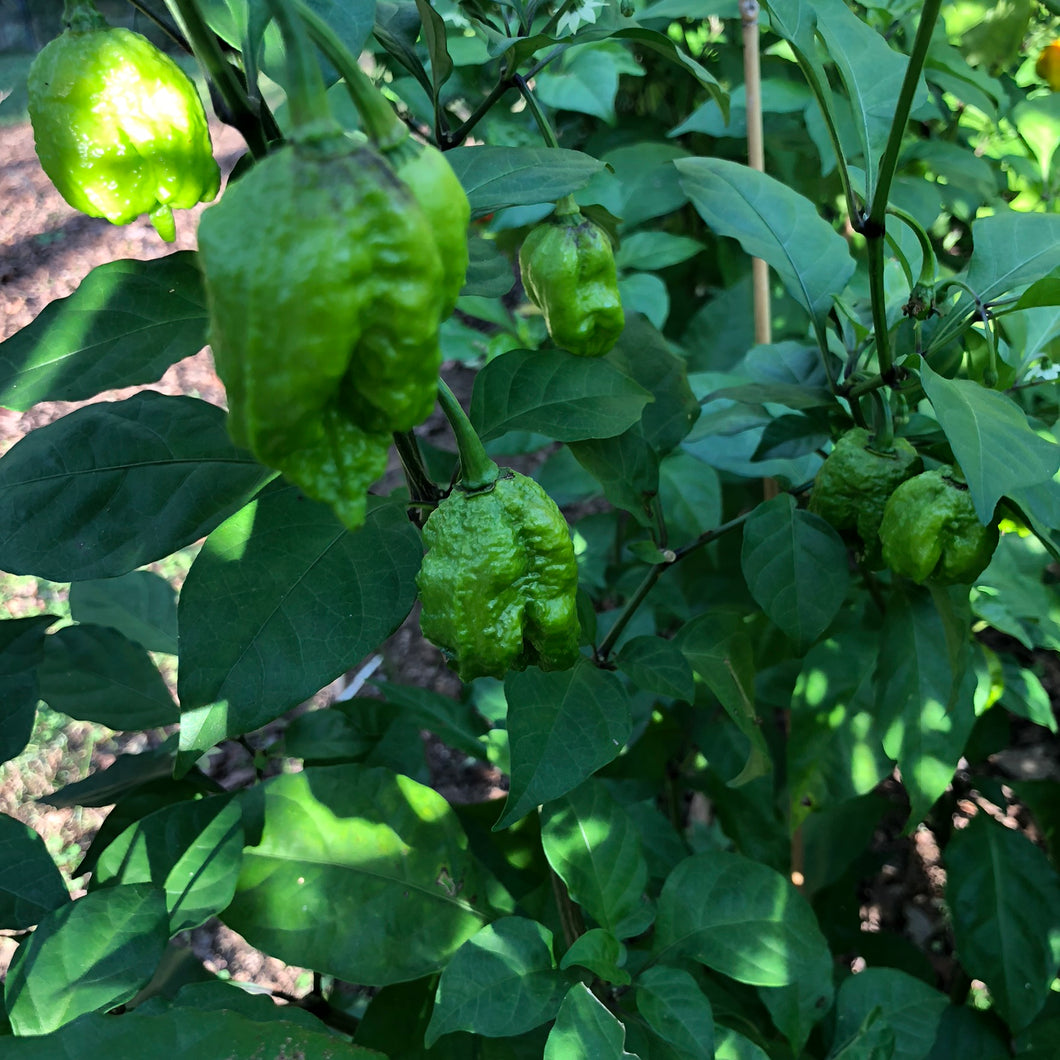 green carolina reaper pepper