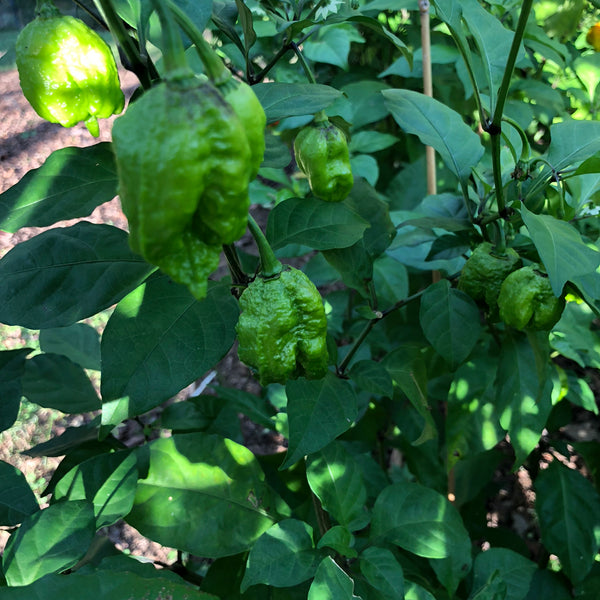 carolina reaper pepper green