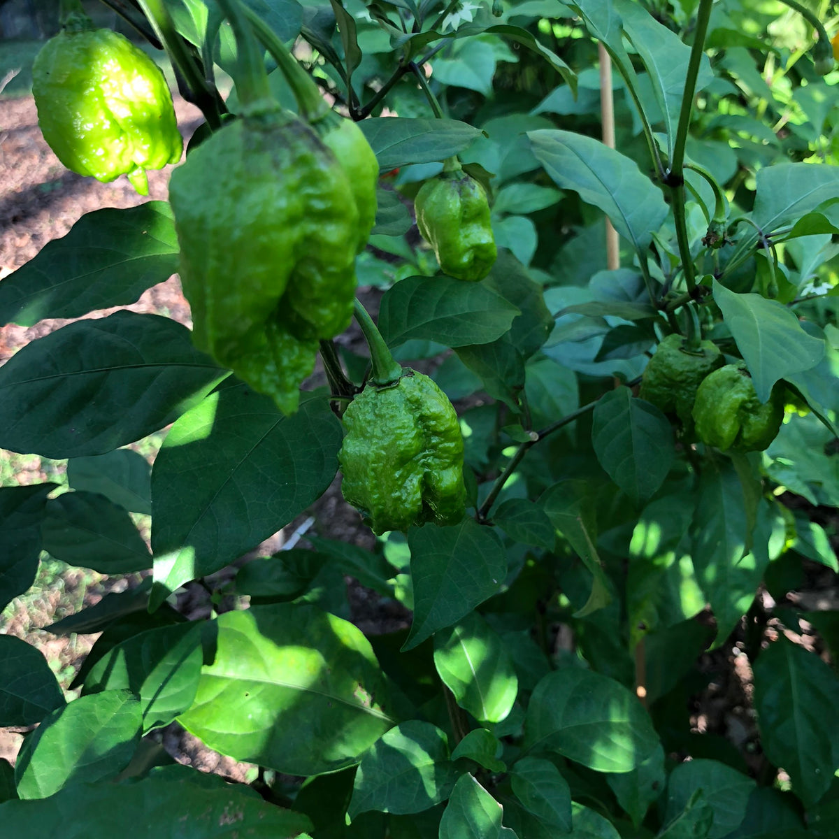 carolina reaper pepper green