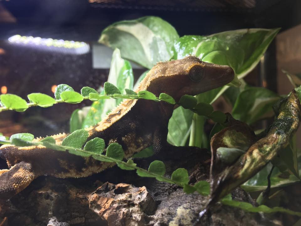 cheap crested gecko enclosure